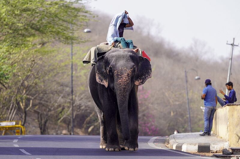 A mahout rides his elephant along a street on a hot summer day in Jaipur, as India swelters in a heatwave. AFP