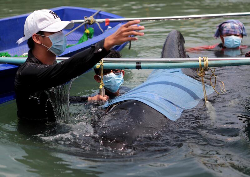 epa06781763 Thai Marine Biologist officials rescue an ailing and immobile short-finned pilot whale at a canal in Songkhla province, southern Thailand, 30 May 2018 (issued 03 June 2018). The short-finned pilot whale reportedly died after swallowing 80 plastic bags weighing 8kg that were found in its stomach after an autopsy.  EPA/STR THAILAND OUT