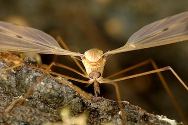 Mosquito bites typically cause itching, redness and bumps.