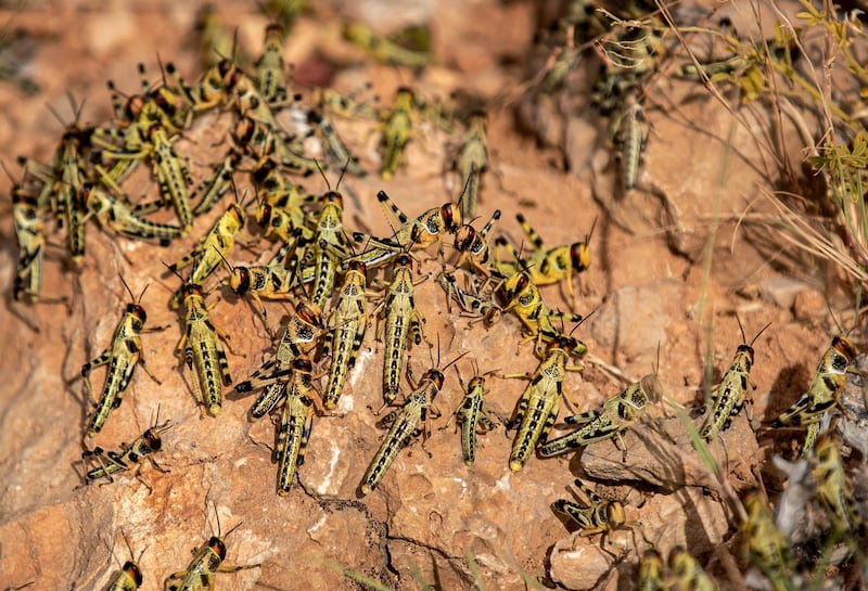 Young desert locusts that have not yet grown wings crowd together on a rock in the desert in the semi-autonomous Puntland region of Somalia.  AP