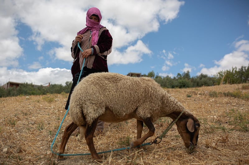 After coming back from the fields, Rajeh and Hakima take their sheeps to the fields.