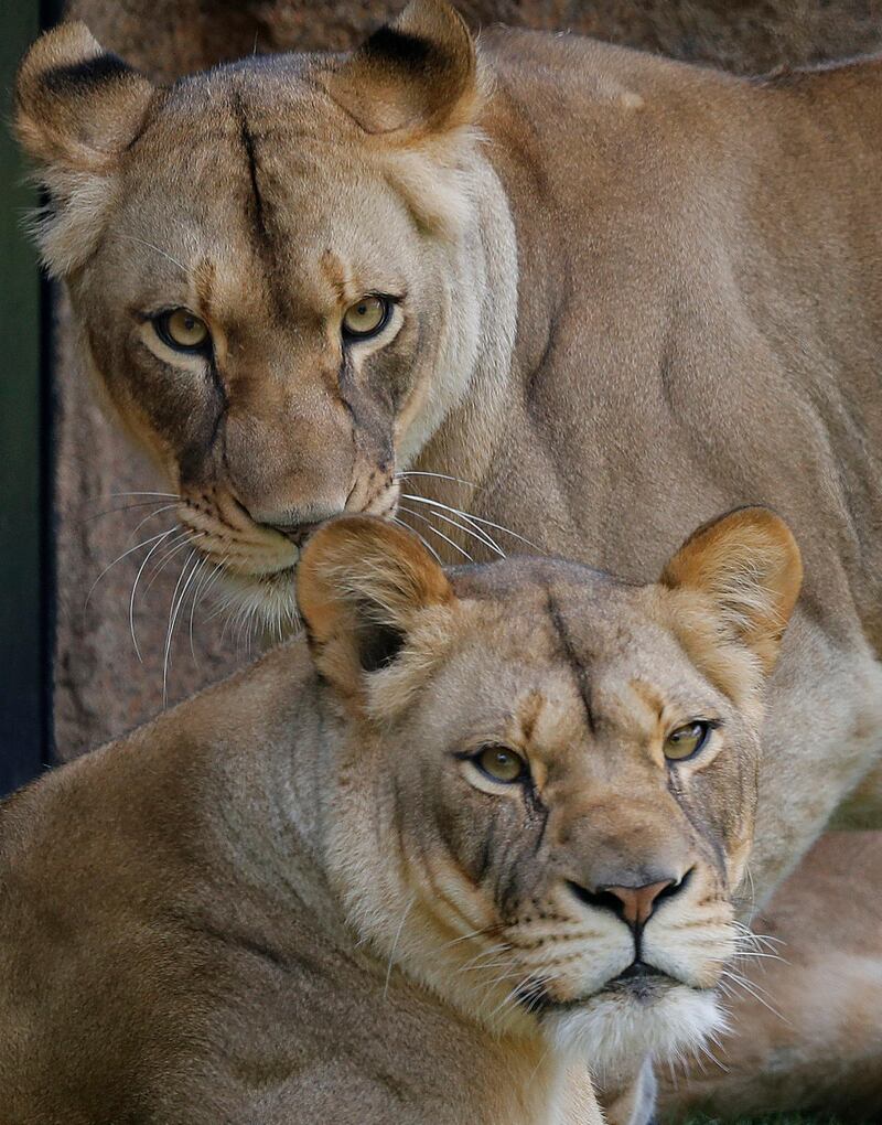 Two new female lions look out from their new habitat at the Audubon Zoo in New Orleans. The zoo is preparing to open its African lion exhibit.  AP Photo