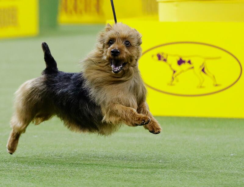 Bacon, an Australian terrier, competes with the terrier group. Photo: AP