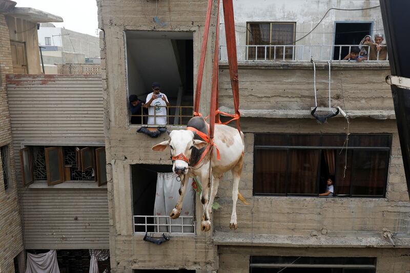 A sacrificial bull is lowered from a roof by crane in Karachi, Pakistan. Reuters