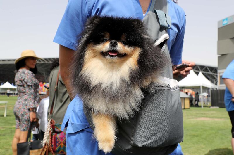 ABU DHABI , UNITED ARAB EMIRATES , APRIL 13   – 2018 :- One of the pet during the pet festival held at DU arena on Yas Island in Abu Dhabi. ( Pawan Singh / The National ) For News