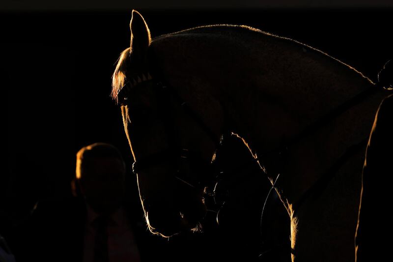 A horse is lit up by the late afternoon sun during Sydney Racing at Royal Randwick Racecourse in Australia. Getty