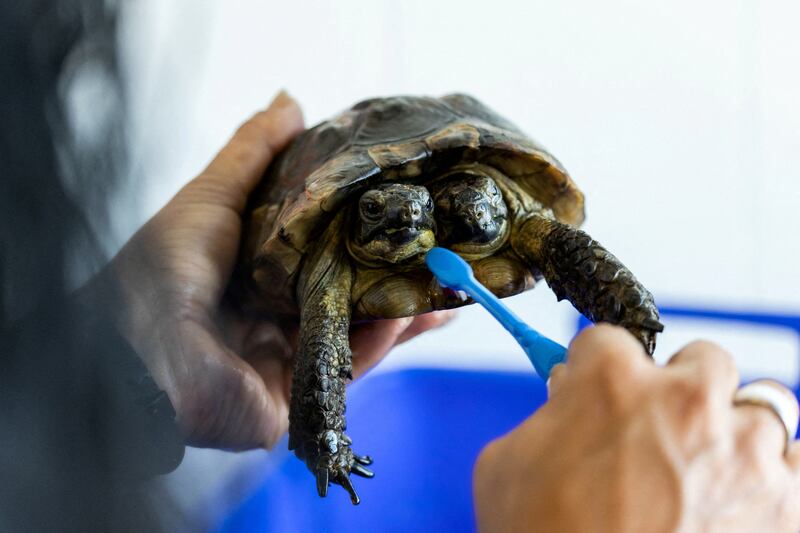 Janus, a two-headed Greek tortoise, is washed with a toothbrush a day before his 25th birthday at the Natural History Museum in Geneva, Switzerland. Reuters