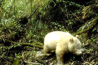 This all-white giant panda was captured on camera at Wolong National Nature Reserve in Sichuan province, China. EPA 