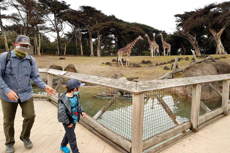 epa08544402 A father and son walk past a tower of giraffes during the San Francisco Zoo & Gardens reopening, after nearly a four month closure due to the coronavirus (COVID-19) pandemic, in San Francisco, California, USA, 13 July 2020. The first two days of operations during the reopening are for members with reservations, with a public opening on 15 July. Visitors are asked to wear masks and practice social distancing during their visit.  EPA/JOHN G. MABANGLO