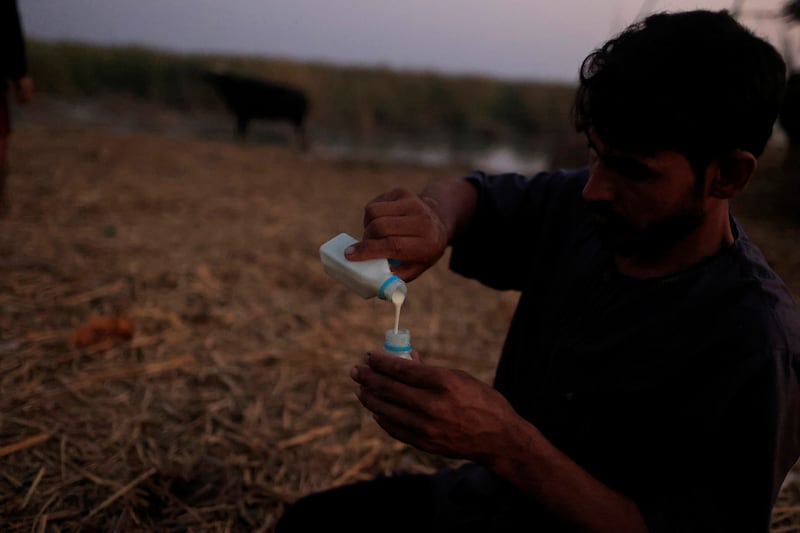 Baher prepares animal medicine to give to a buffalo.