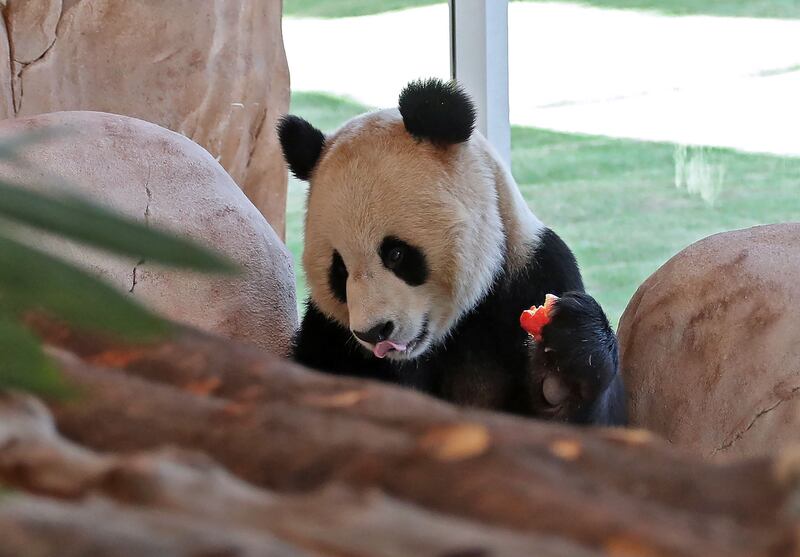 One of the pandas in their enclosure at the Panda park in Al Khor. AFP
