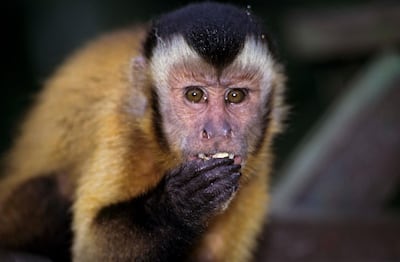 A jungle resident. Photo by Leonide Principe