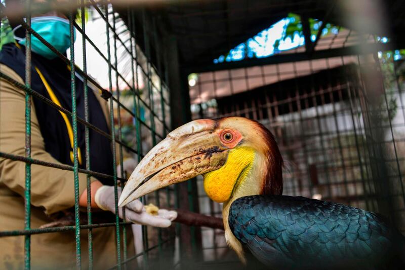 A vet feeds a wreathed hornbill after being rescued from an animal trader at a nature conservation agency office's in Banda Aceh, Indonesia. AFP