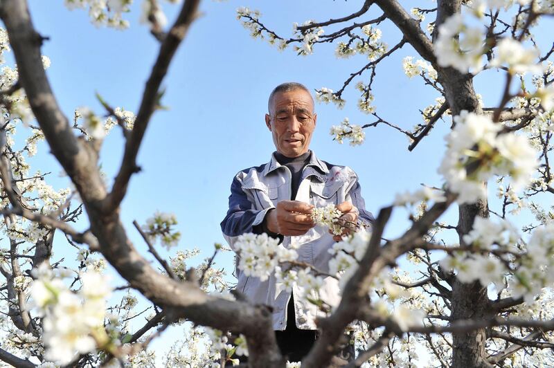 A farmer sorts through plum flowers in Xuanhua in China's northern Hebei province. AFP