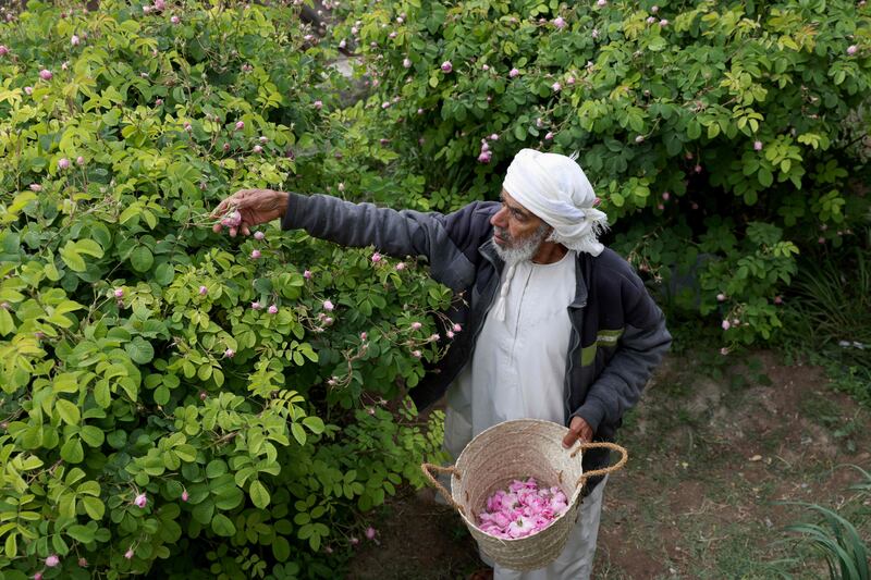 A farmer picks roses in Jebel Akhdar