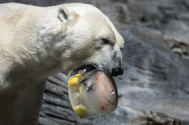 A Polar bear tastes a fruit and fish filled ice block to beat the warm weather at the zoo in Prague, Czech Republic.  EPA