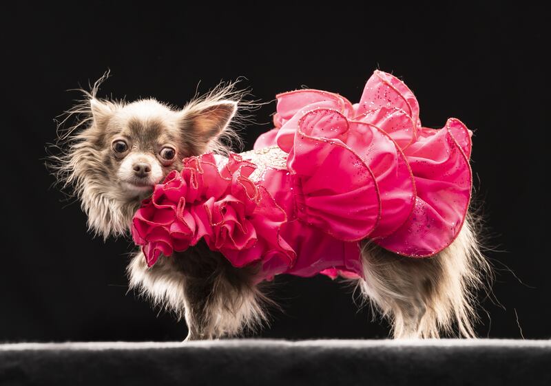 Genevieve Catalaya Evangeline, the long-haired Chihuahua, models a design inspired by Marilyn Monroe. 