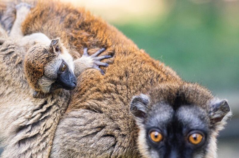 A one-month-old juvenile brown lemur variety found on the island of Mayotte (Eulemur fulvus mayottensis) clings on its mother in Sosto Zoo in Nyiregyhaza, northeastern Hungary.  EPA
