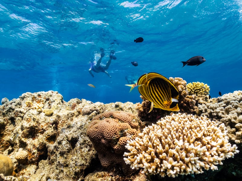 Marine ecosystems are under pressure from rising ocean temperatures and pollution. Getty Images