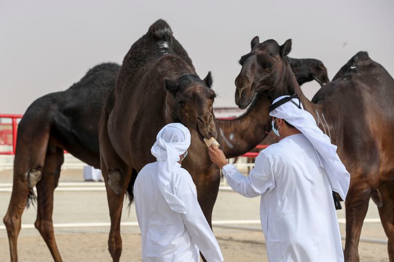 Emirati judges base the qualities of camel, and staff are hired by the festival organisers to manage the animals.