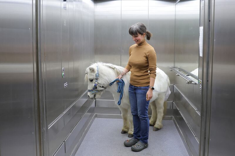 Anastasia Kozyr and her pony Dietrich ride an elevator at the Savyolovsky unit of a palliative care centre in Moscow, Russia. Reuters