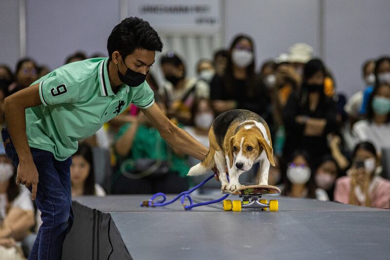 Dogs were judged on form and agility