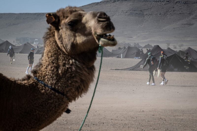 A camel is perhaps glad not to be sizing up the long, hot run ahead.