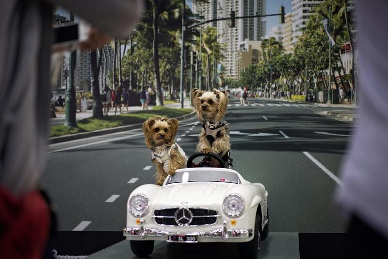 Yorkshire Terriers sit on a miniature car for photographs at the ‘Interpets’ international pet fair in Tokyo, Japan. Franck Robichon / EPA