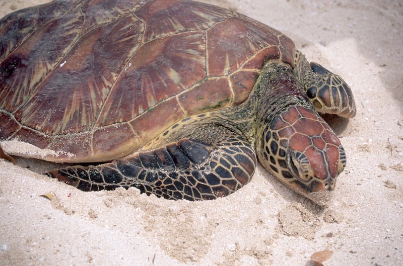 Green Sea Turtle in Fiji. Getty Images