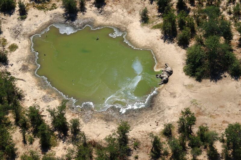 TOPSHOT - This image provided on July 3, 2020 courtesy of the National Park Rescue charity shows the carcass of one of the many elephants which have died mysteriously in the Okavango Delta in Botswana.  Hundreds of elephants have died mysteriously in Botswana's famed Okavango Delta, the wildlife department said on July 2, 2020, ruling out poaching as the tusks were found intact. The landlocked southern African country has the world's largest elephant population, estimated to be around 130,000. - RESTRICTED TO EDITORIAL USE - MANDATORY CREDIT "AFP PHOTO /NATIONAL PARK RESCUE" - NO MARKETING - NO ADVERTISING CAMPAIGNS - DISTRIBUTED AS A SERVICE TO CLIENTS
 / AFP / NATIONAL PARK RESCUE / - / RESTRICTED TO EDITORIAL USE - MANDATORY CREDIT "AFP PHOTO /NATIONAL PARK RESCUE" - NO MARKETING - NO ADVERTISING CAMPAIGNS - DISTRIBUTED AS A SERVICE TO CLIENTS
