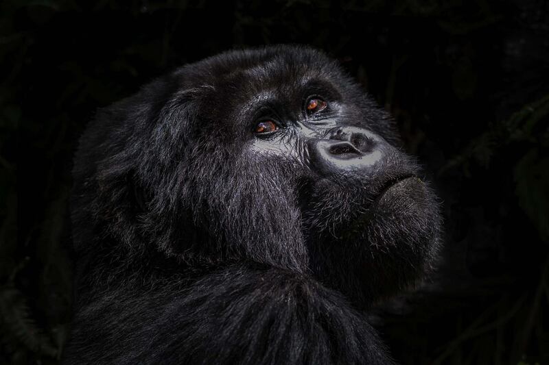 Mountain Gorilla Portrait
Volcanoes National Park
Rwanda 2018
Photo by Dr Harold Vanderschmidt