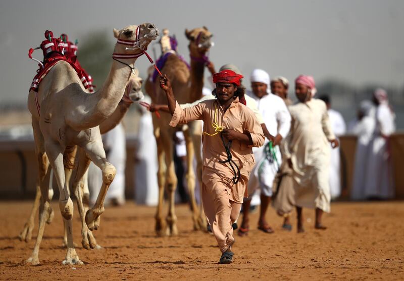 Handlers gather their camels after the race.