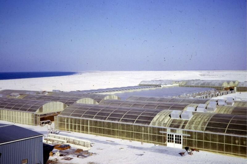 The greenhouses on Saadiyat in the 1970s when the island was largely open sand. Photo: Merle Jensen / University of Arizona