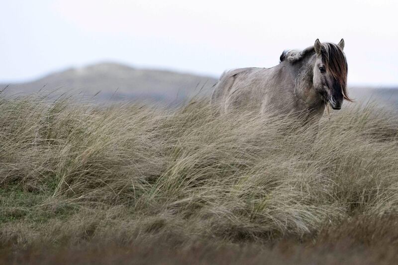 A Konik horse is pictured in De Slufter nature reserve on the northern Dutch island of Texel, on February 4, 2020.  Staatsbosbeheer, the Dutch government organization for Forestry and the management of nature reserves has announced that the stallions will be killed. The animals were transferred from the Oostervaardersveld, where there was insufficient space and food for them.  - Netherlands OUT
 / AFP / ANP / Olaf KRAAK
