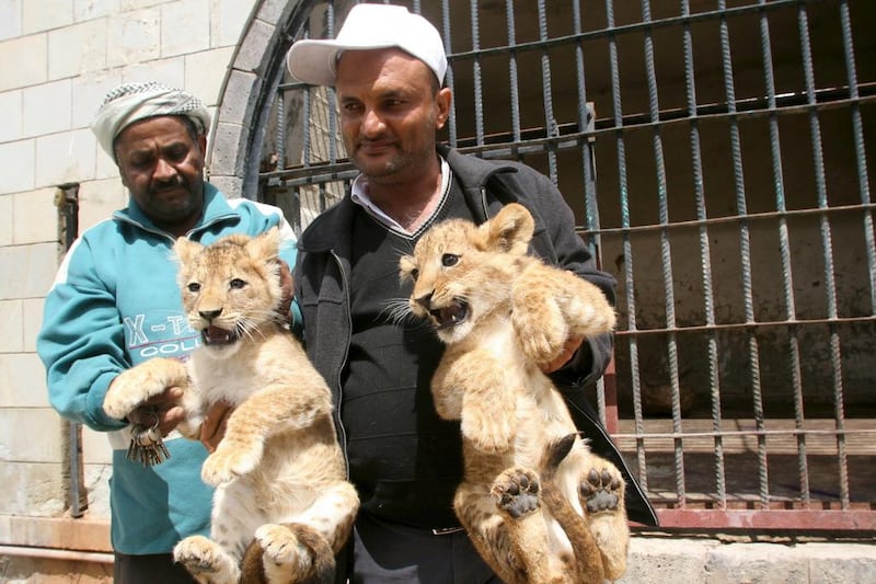 A worker holds lion cubs outside their cage at a zoo in Yemen's south-western city of Taiz. Reuters