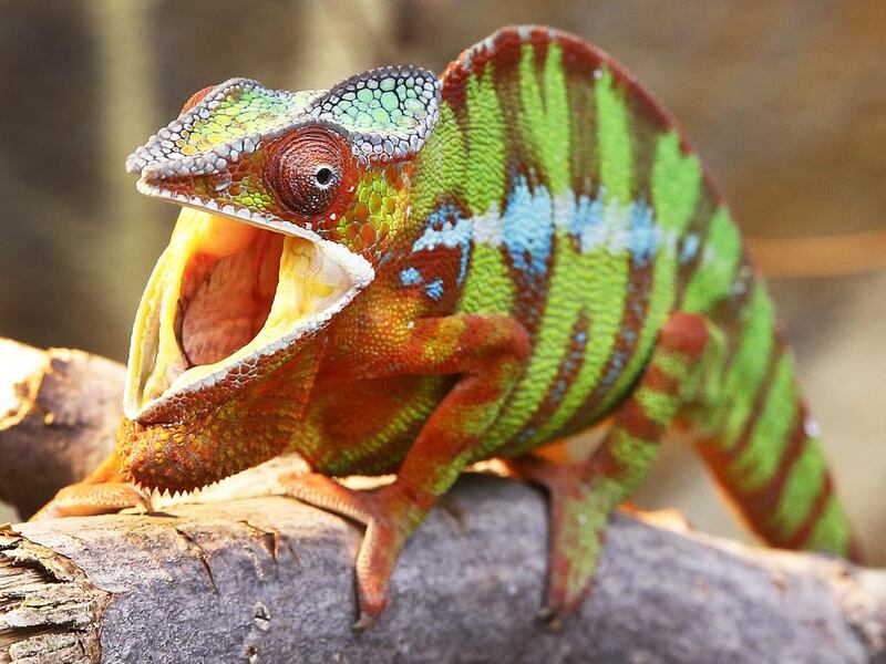 A panther chameleon, the latest acquisition of the Frankfurt zoo in Germany, is agape at its new surroundings. Michael Probst / AP / May 5, 2017