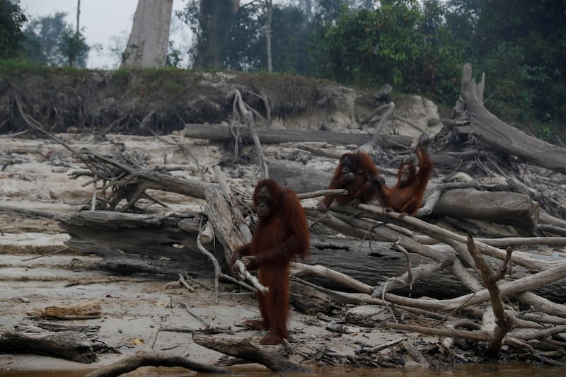 Orangutans gather as smoke covers Salat Island which is used by Borneo Orangutan Survival Foundation (BOSF) as a pre-release island for orangutans, in Pulang Pisau regency near Palangka Raya, Indonesia. Reuters