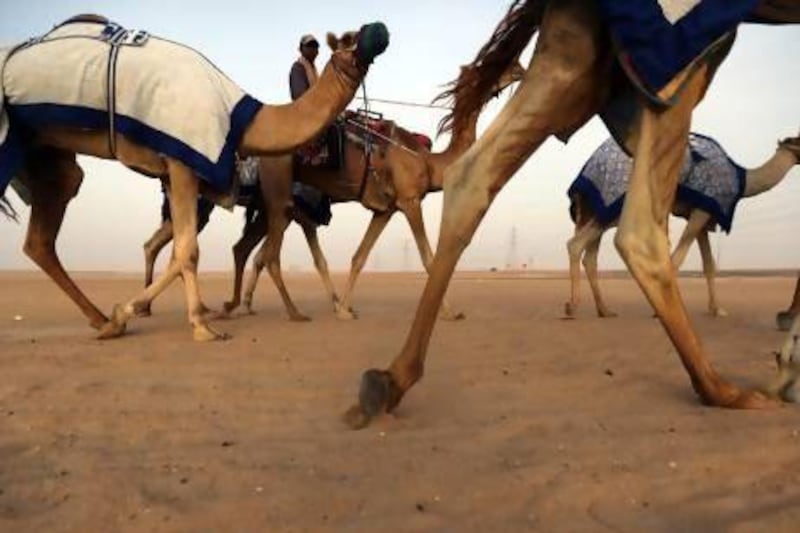 Camels being taken to the race track near Liwa. A study says their genes might hold the key to abnormalities in human limbs. Sammy Dallal / The National