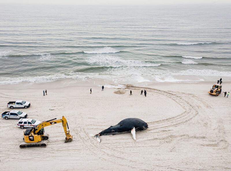 Emergency crews prepare to move the body of a beached humpback whale that washed up on Lido Beach, New York, US. EPA

