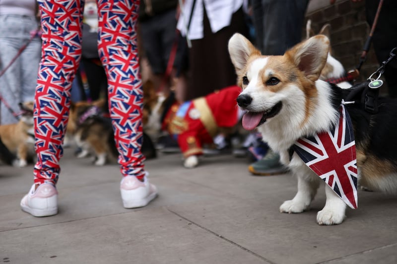 Sara the corgi gets into the jubilee spirit at a parade of the dog breed organised by the UK Corgi Club and Great Corgi Club of Britain, in London. Queen Elizabeth II is a famous corgi owner. Reuters