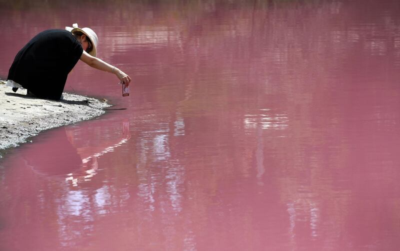 A woman takes a photo of a lake that has turned a vivid pink thanks to extreme salt levels further exacerbated by hot weather in Melbourne. AFP