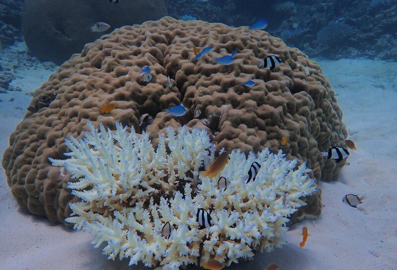This undated handout photo received on April 6, 2020 from the ARC Centre of Excellence for Coral Reef Studies at James Cook University, shows coral bleaching on the Great Barrier Reef.  AFP