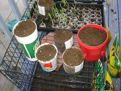 Fill the containers with soil and water lightly. Courtesy Experiment Number One
