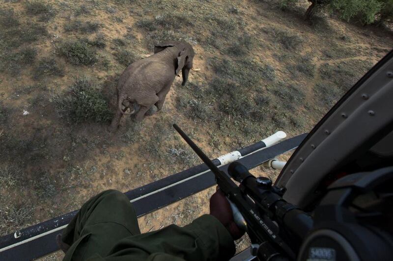 A marksman of the Kenya Wildlife Service aboard a helicopter prepares to shoot a wild elephant with a tranquiliser dart near Kajiado, southern Kenya. Dan Kurosawa / EPA