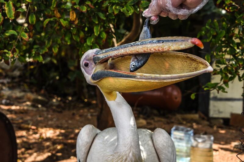 Beirut, Lebanon, 11 September 2020. Ovi the pelican, snacking on his favourite fish. Elizabeth Fitt for The National