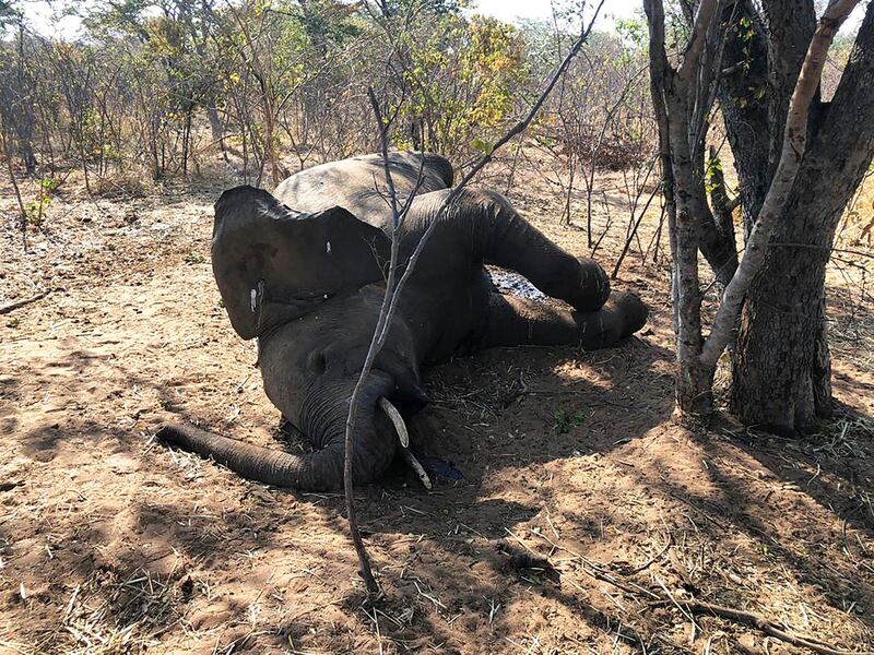 A dead elephant is seen in Hwange National park, Zimbabwe, Saturday, Aug. 29, 2020. A spokesman for Zimbabwe's national parks said on Wednesday, Sept. 2 the number of elephants dying in the country's west from a suspected bacterial infection, possibly from eating poisonous plants, has risen to 22 and more deaths are expected. (AP Photo)