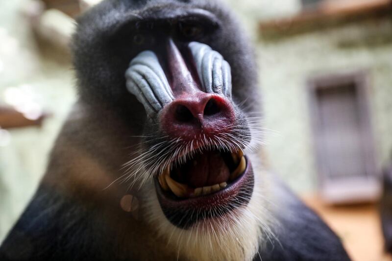 A mandrill observes visitors in its enclosure in the Berlin Zoo, in Berlin, Germany. EPA