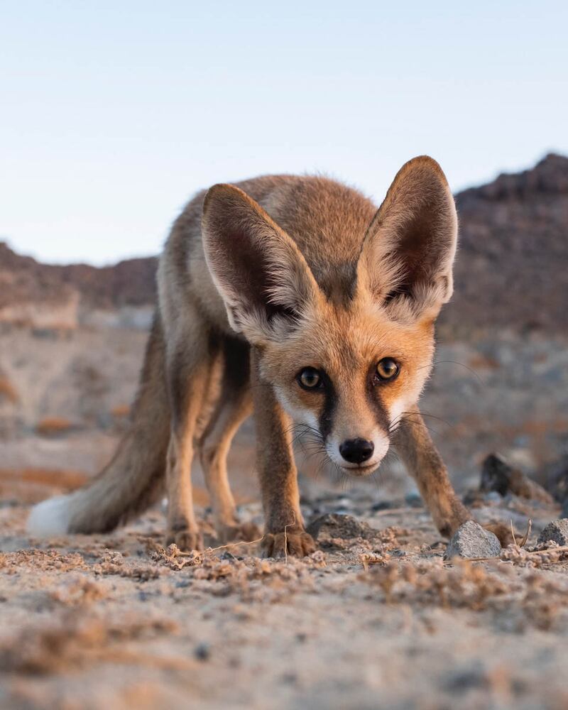 Arabian red fox (Vulpes vulpes arabs), Fujairah. Photo: Esther Smith Nagy