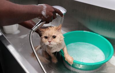 Next up, Luna gets a bath. Pawan Singh / The National