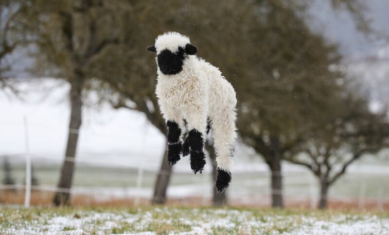 A Valais black-nosed sheep jumps in the air in a snow-covered meadow in Langenenslingen, Germany.  AP